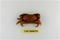 藏品(絨毛仿銀杏蟹)的圖片